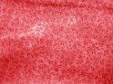 Red Fabric